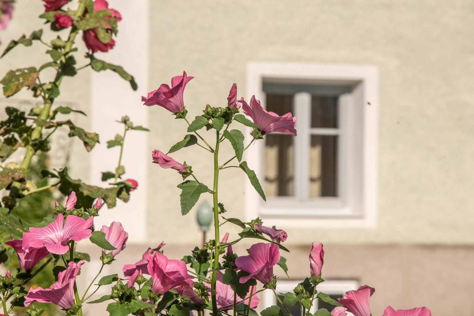 Puenlandhof Appartement Bruneck Buitenkant foto